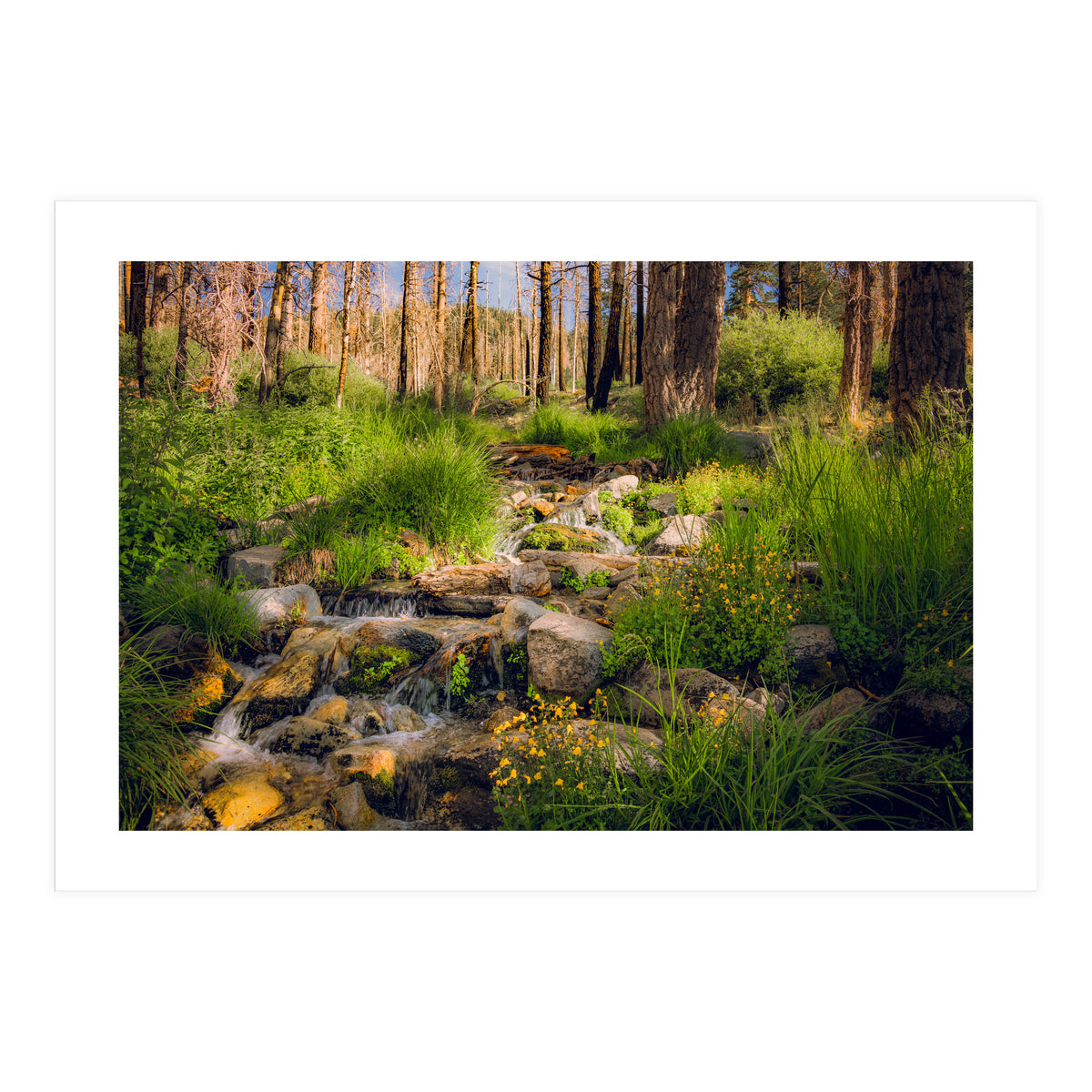 San Gorgonio Stream (Print Only)