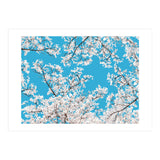 White Blossom (Print Only) thumbnail