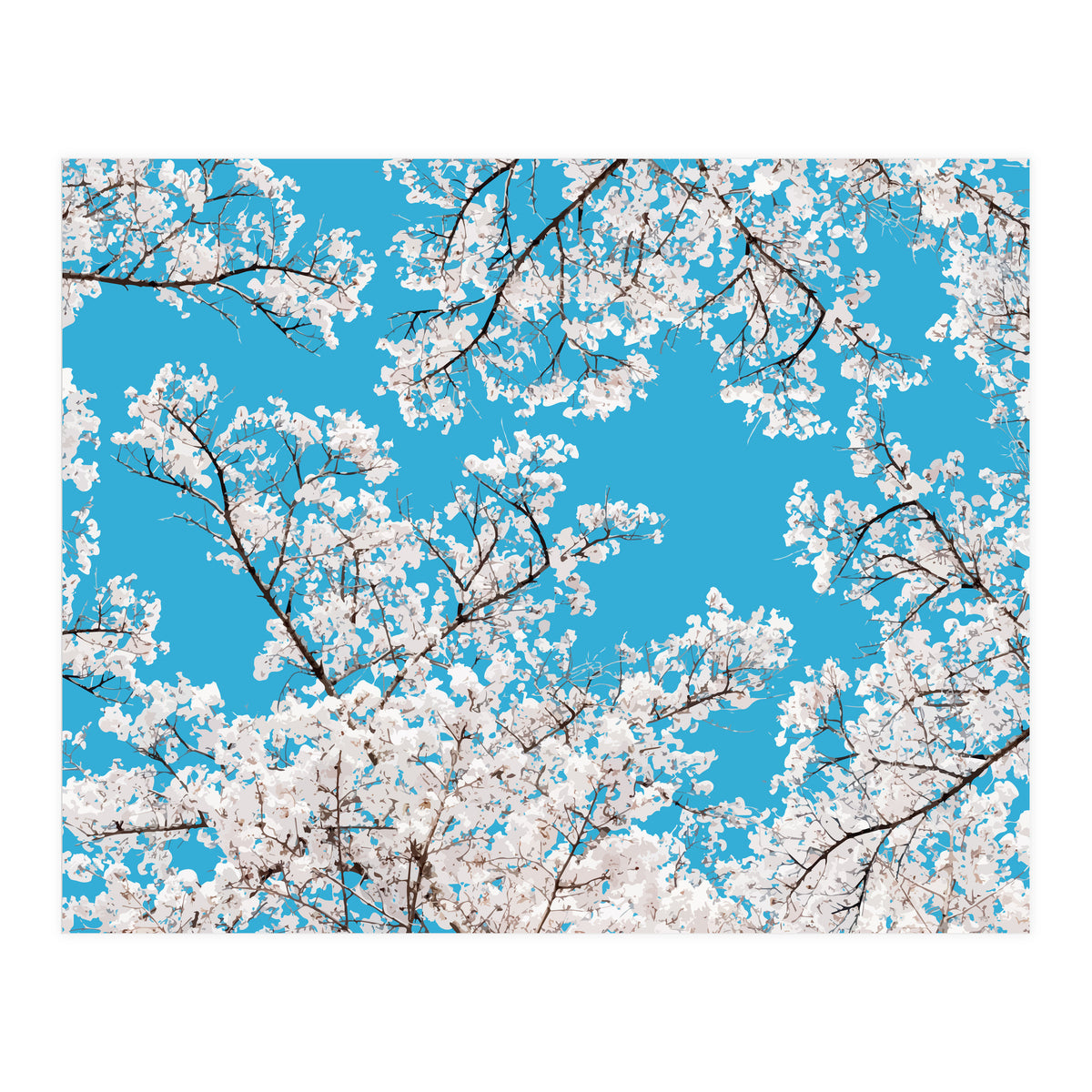 White Blossom (Print Only)