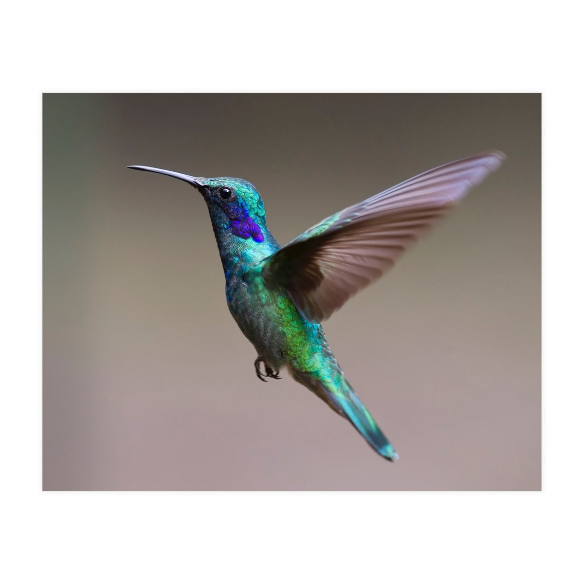 Hummingbird flying (Print Only)