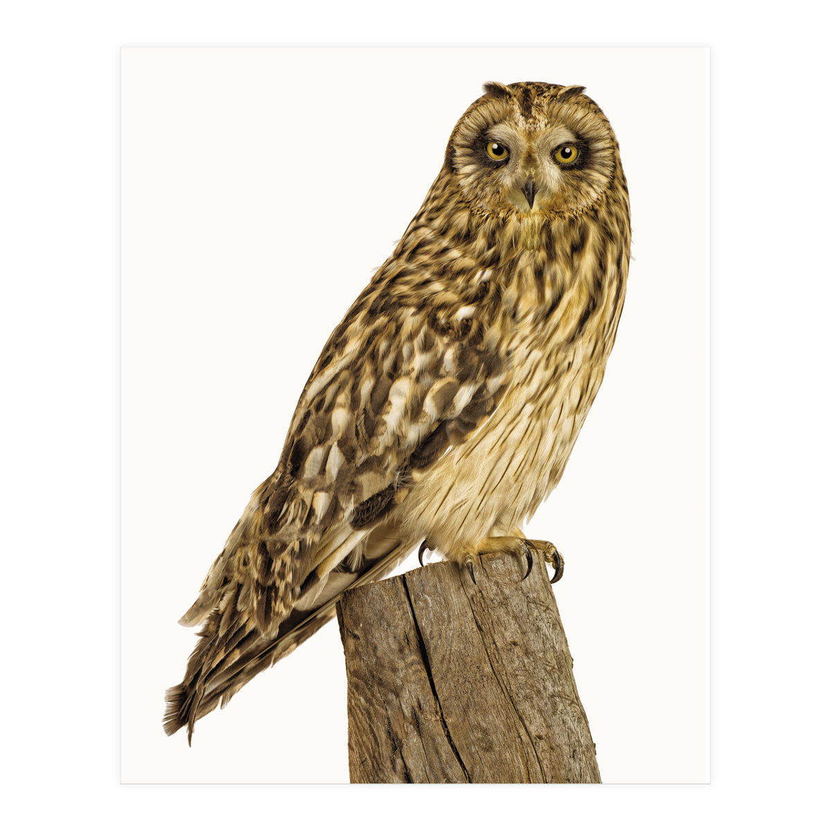 Cc Birds 01 (Print Only)