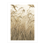 Grass (Print Only) thumbnail