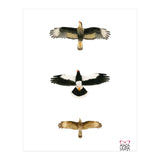 Falconidae n.2 (Print Only) thumbnail
