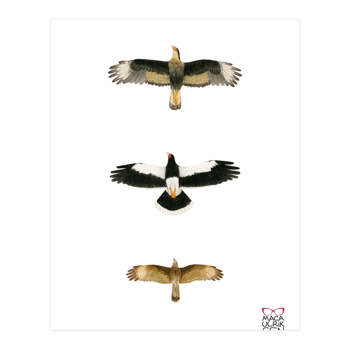 Falconidae n.2 (Print Only)