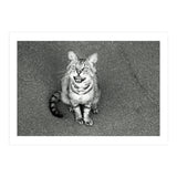 Cat (Print Only) thumbnail