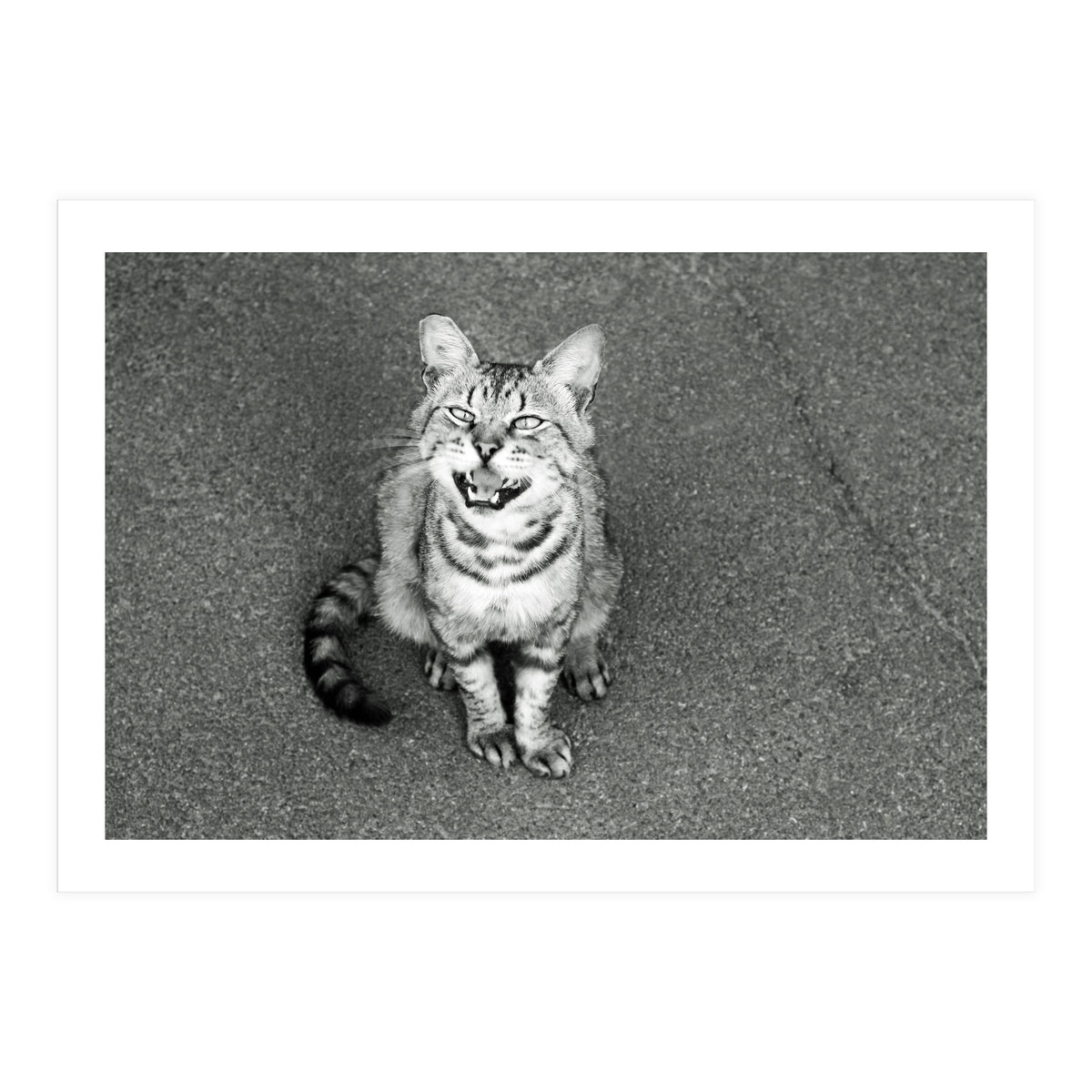 Cat (Print Only)