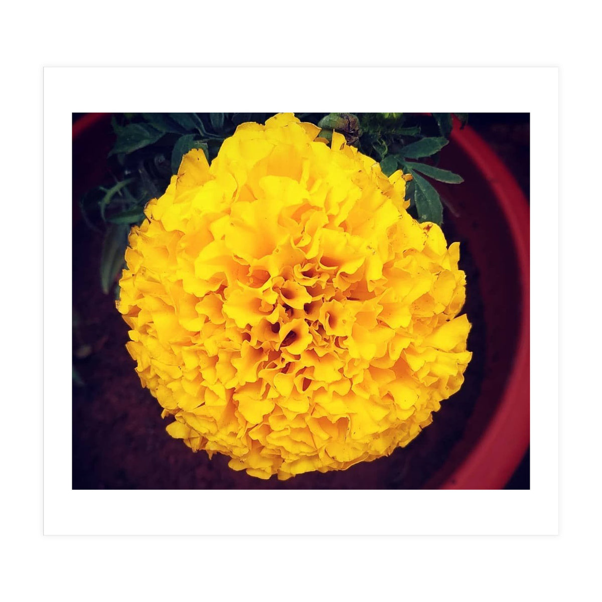 Yellow Chrysanthemum (Print Only)
