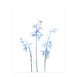 Blue Hosta (Print Only) thumbnail