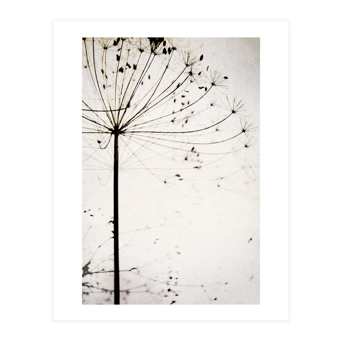 Herbstblume (Print Only)