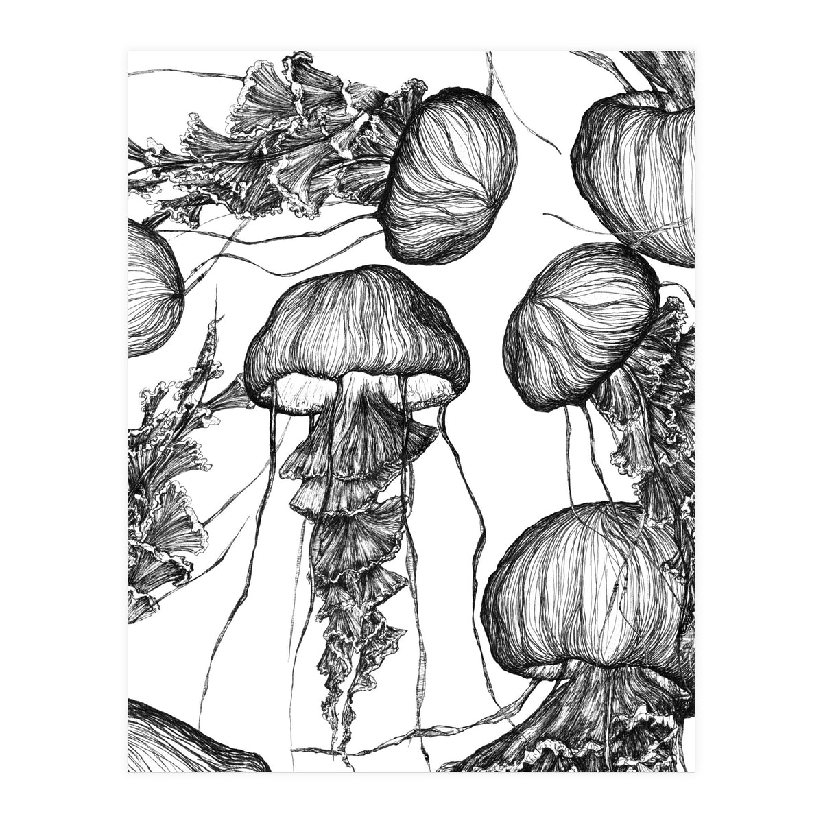 jellyfish (Print Only)