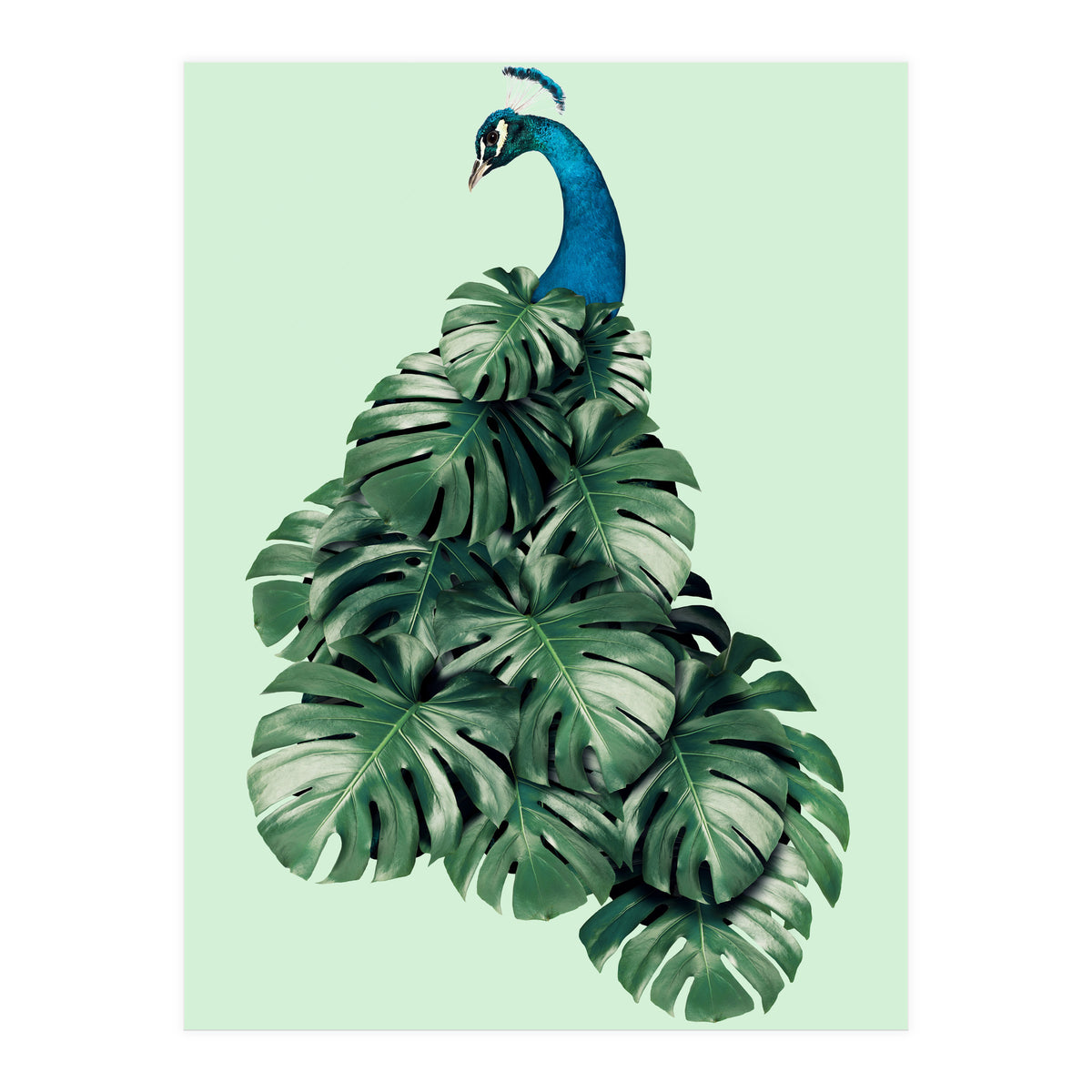 Monstera Bird (Print Only)