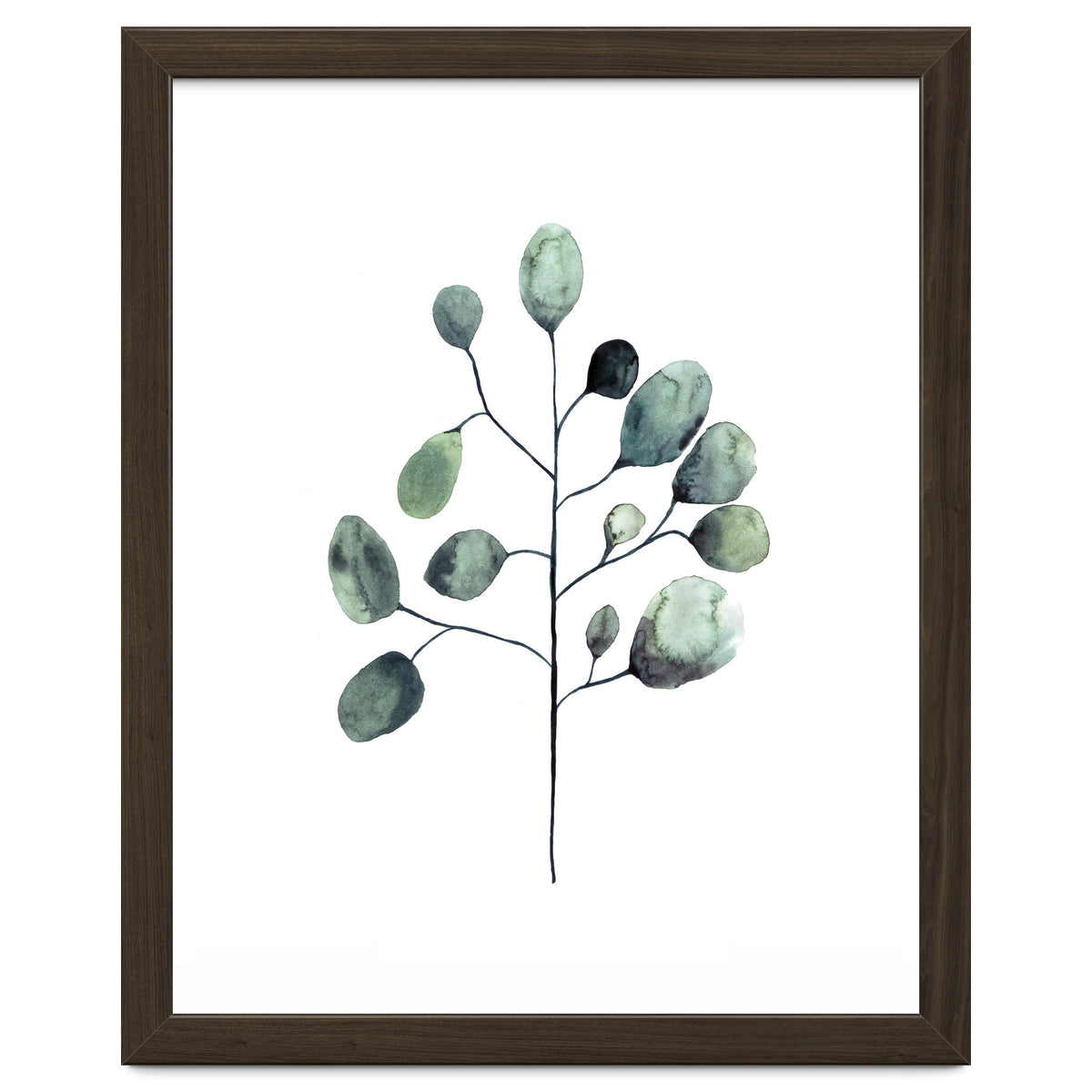 Botanical Illustration Eukalyptus
