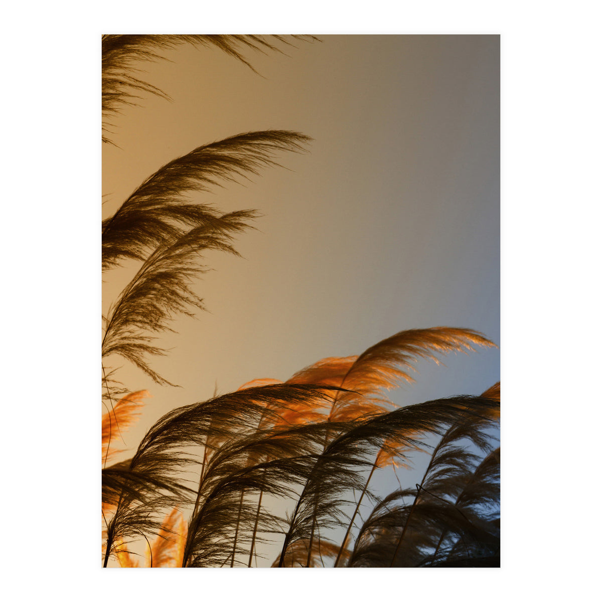 Sunset in autumn (Print Only)