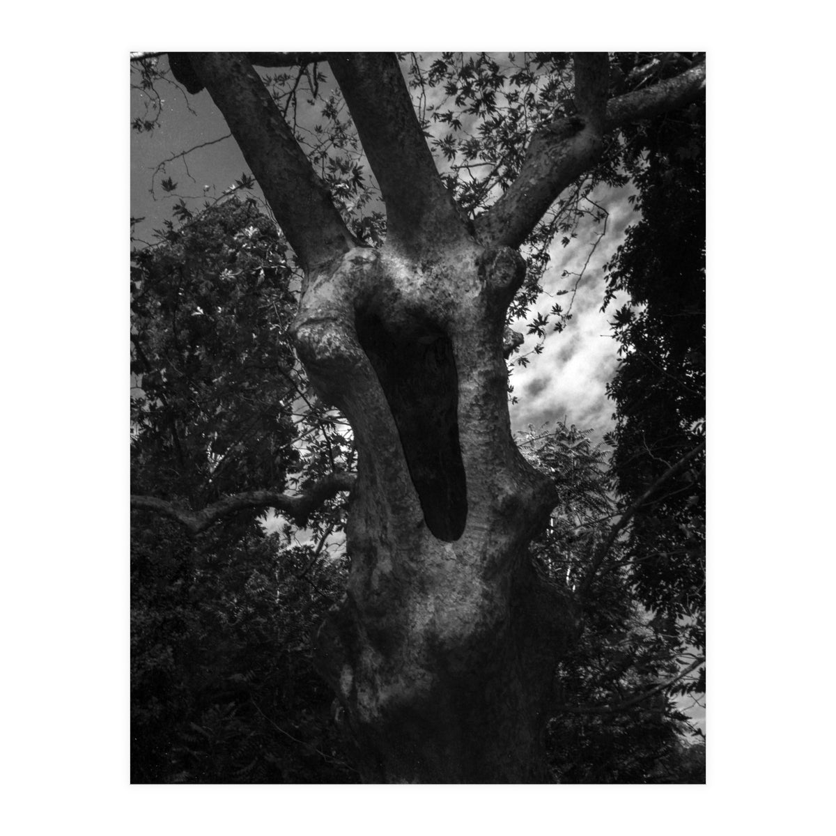 Into the Hole (Print Only)