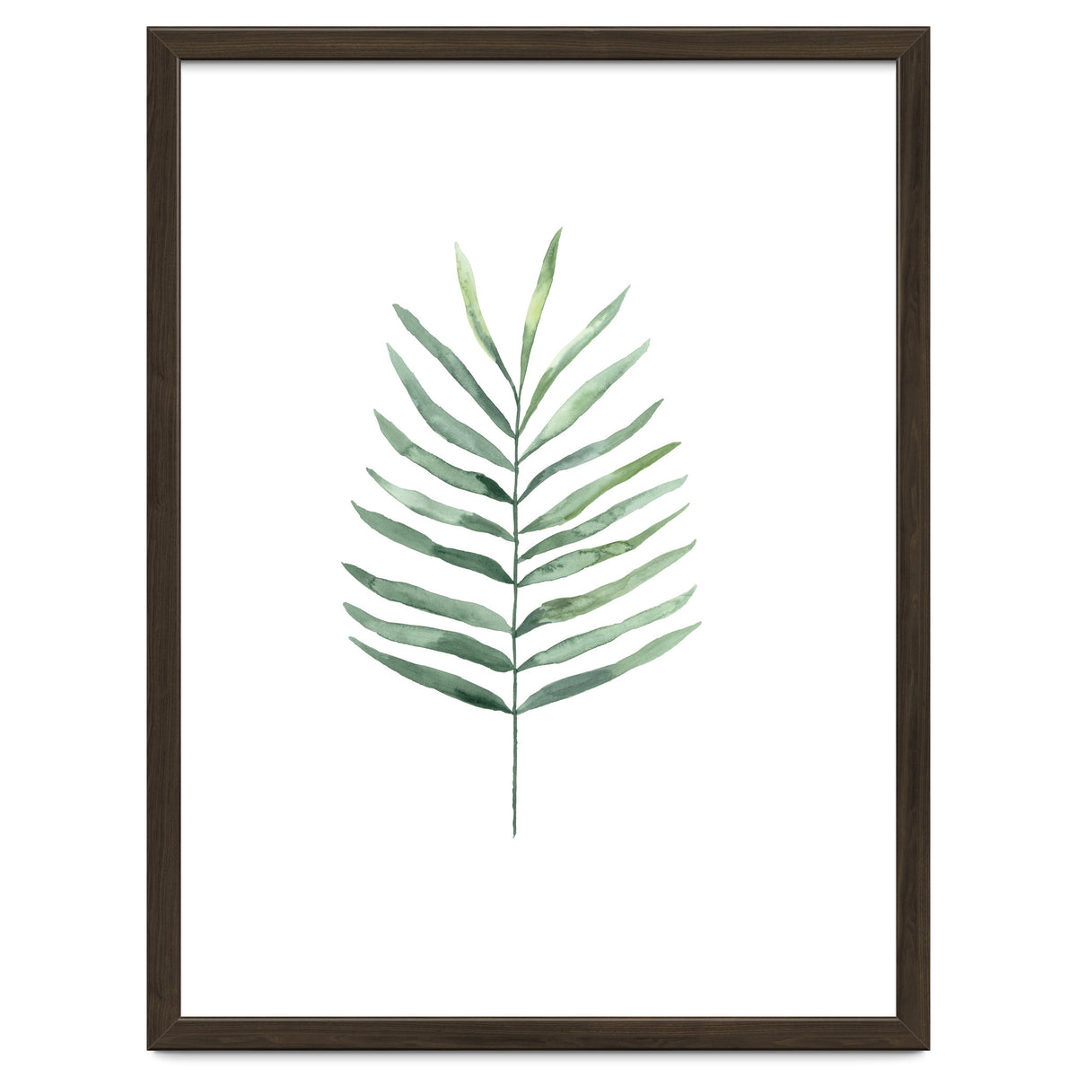 Botanical Illustration Fern