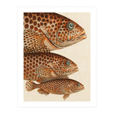 Fish Classic Designs 6 (Print Only) thumbnail