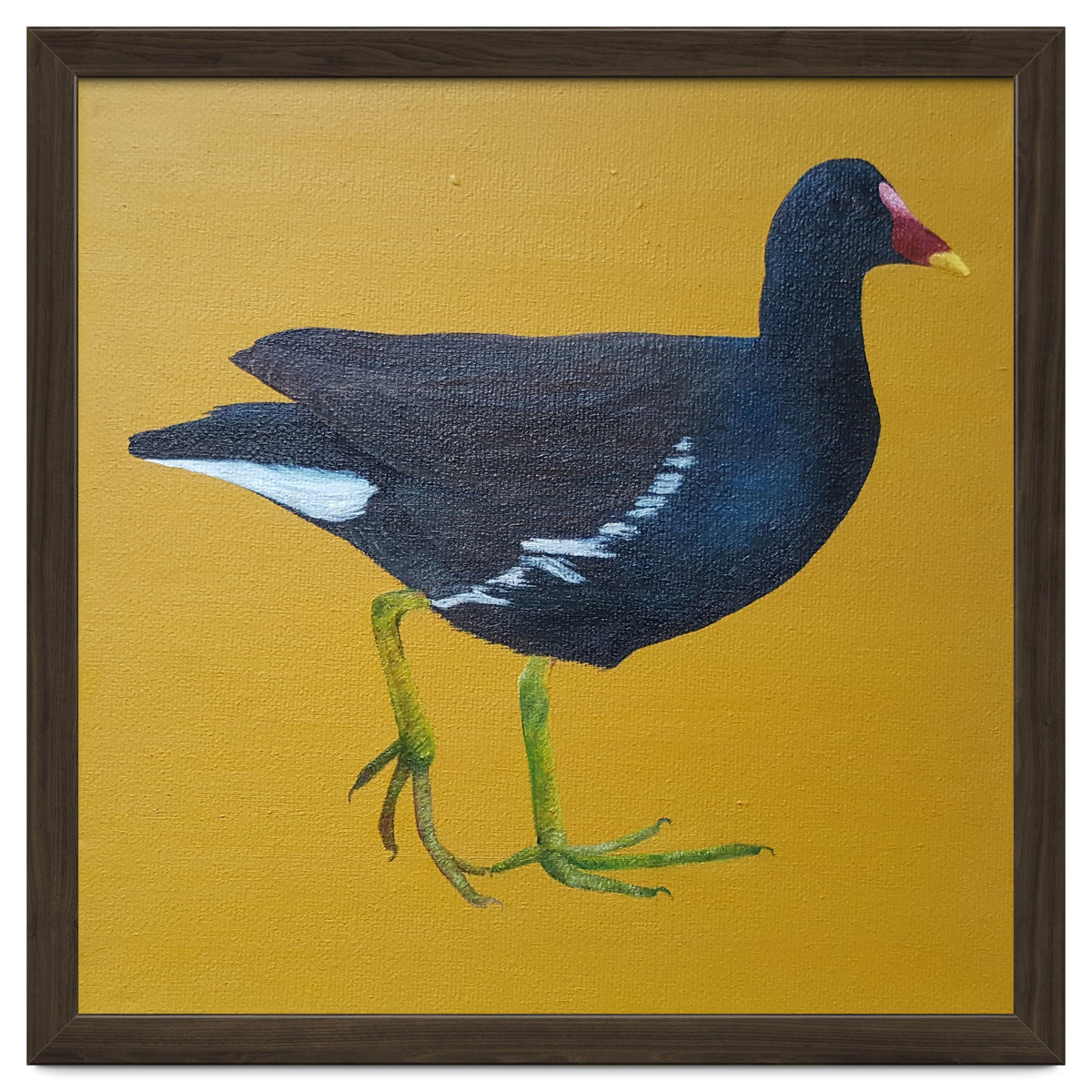 Moorhen