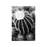 Cactus (Print Only) thumbnail