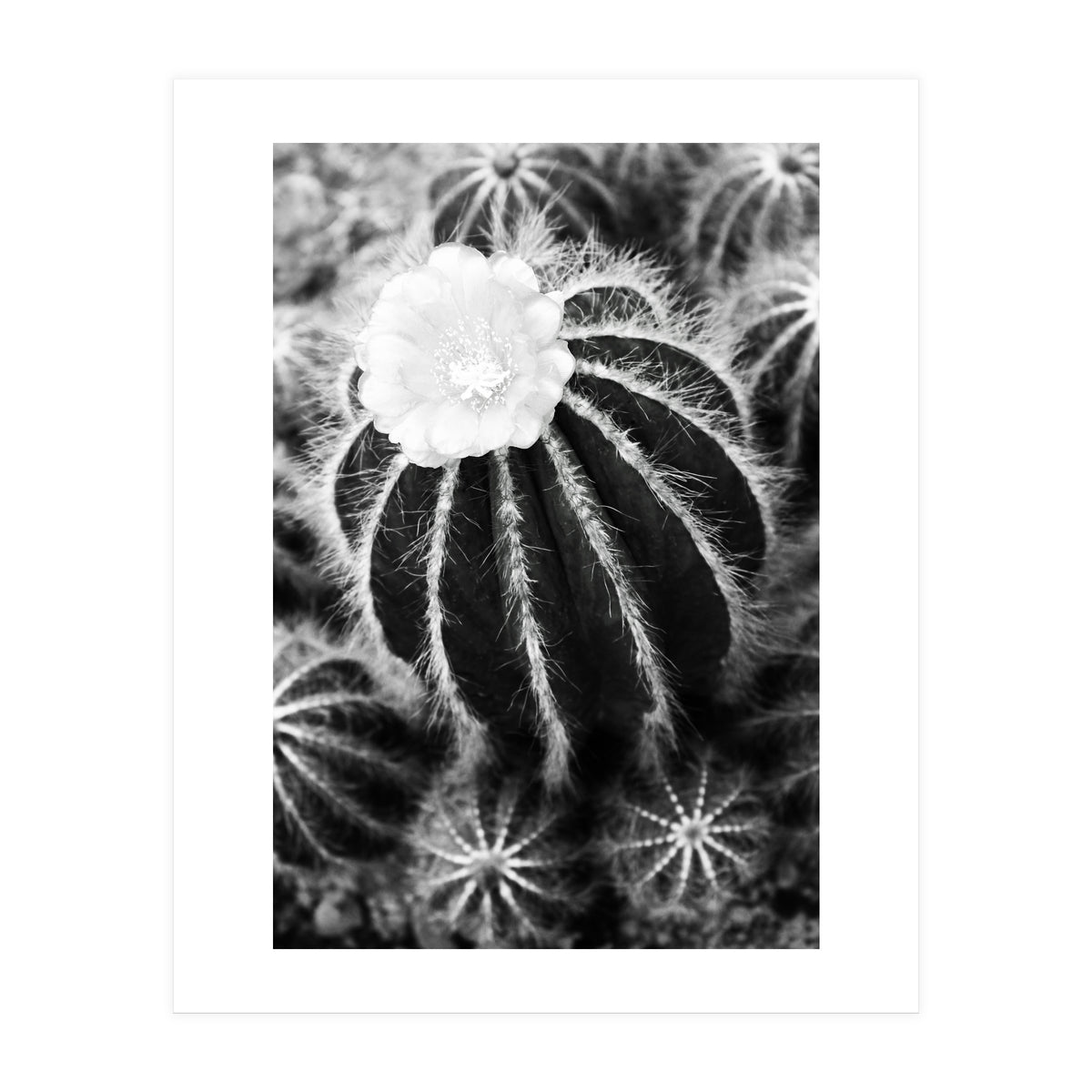 Cactus (Print Only)