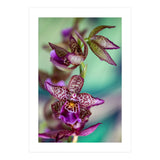Orchidee Flower (Print Only) thumbnail