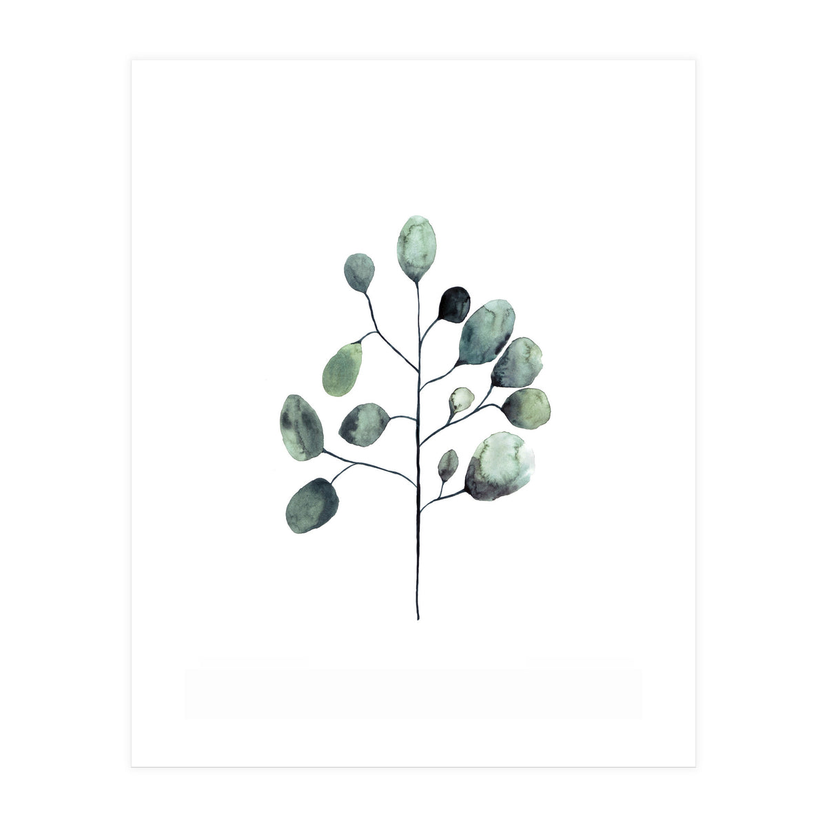 Botanical Illustration Eukalyptus (Print Only)