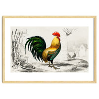 Cock illustrated