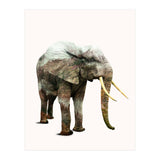 Elephant Transformation (Print Only) thumbnail