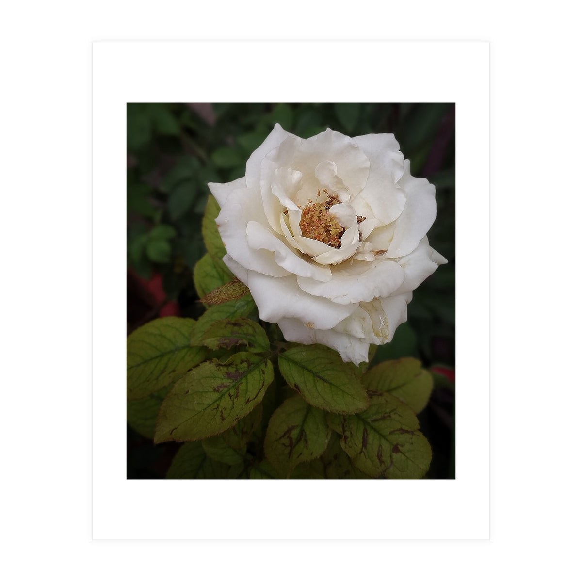 Fabulous White Rose Garden (Print Only)