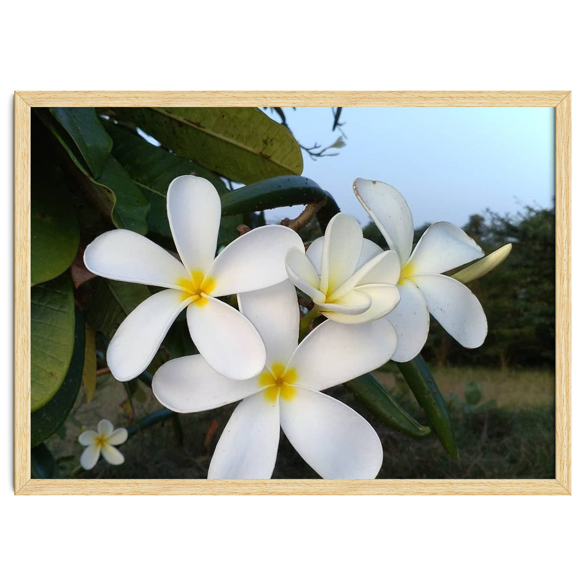 Frangipani