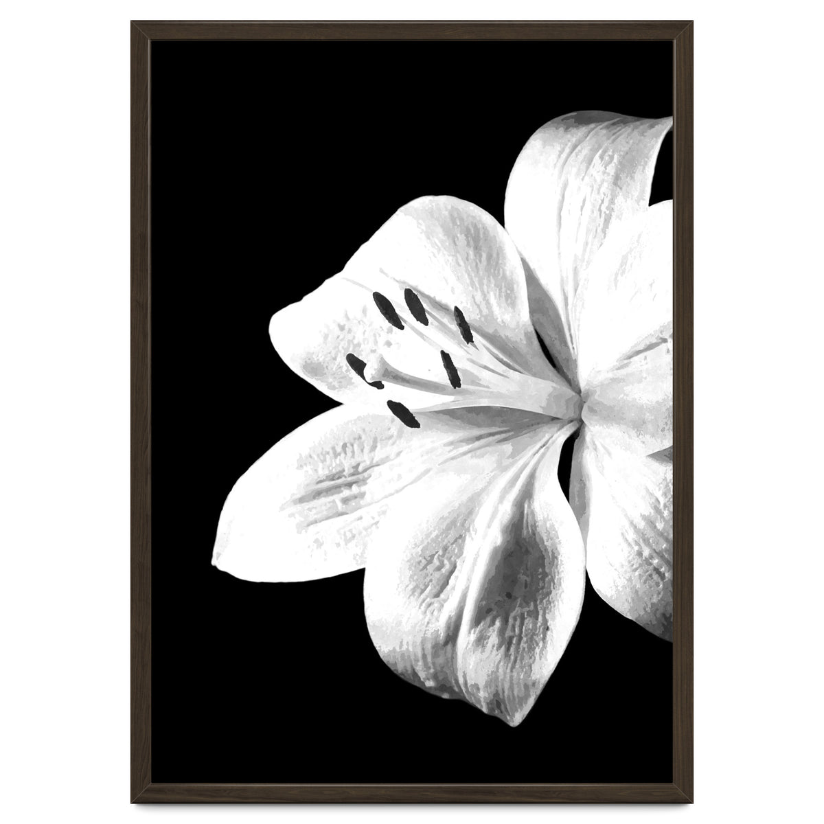 White Lily Black Background