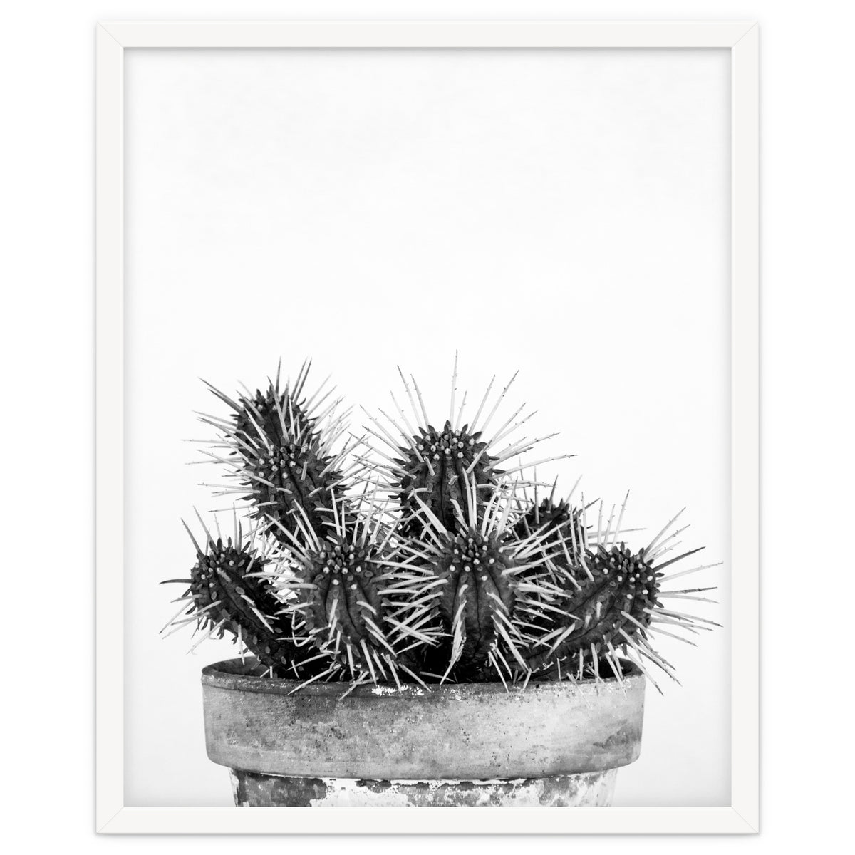 Cactus nature II