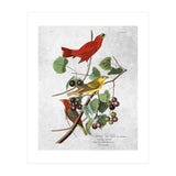 uccelli (Print Only) thumbnail
