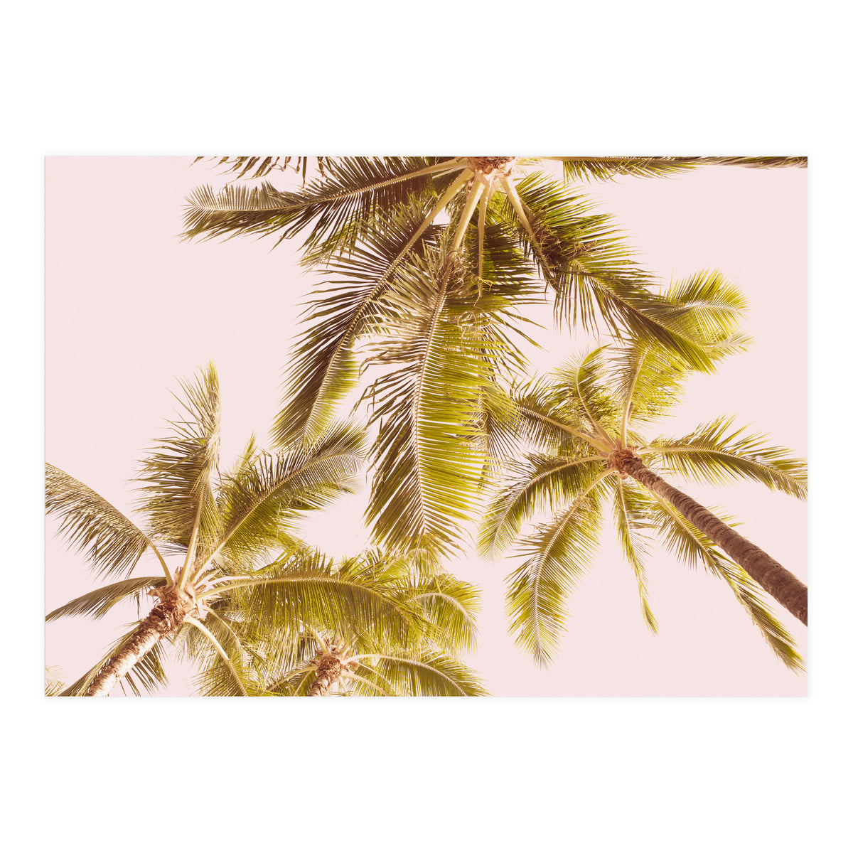 Blush Pink Boho Palm Trees (Print Only)