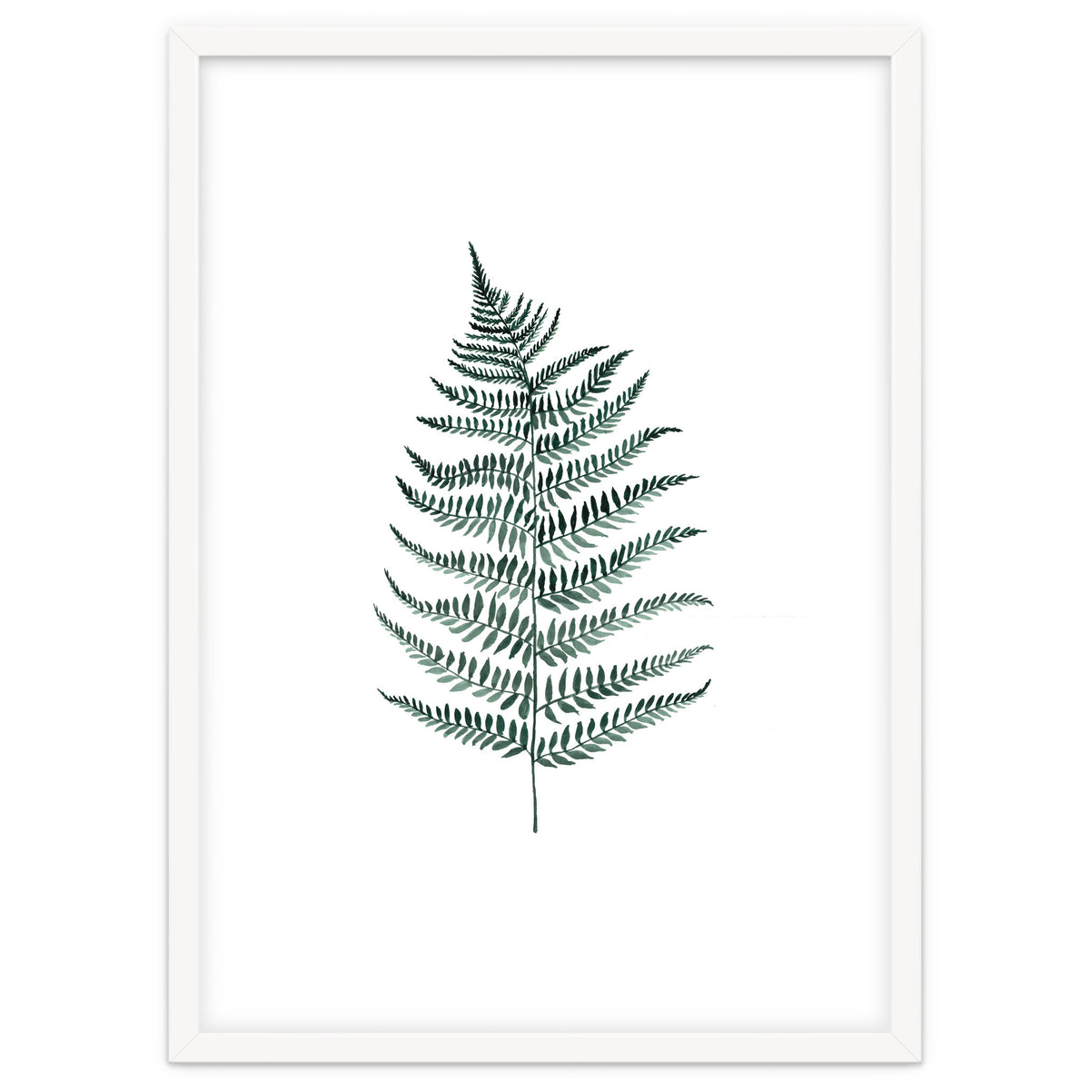 Botanical Illustration Silverfern