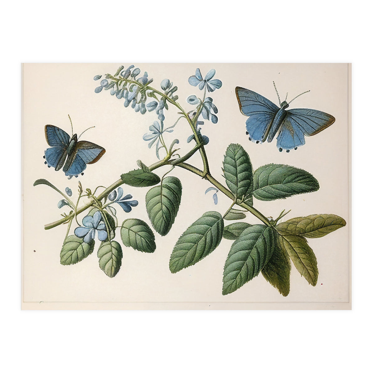 Butterflies Vintage Illustration (Print Only)
