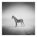 Zebra Mist (Print Only) thumbnail