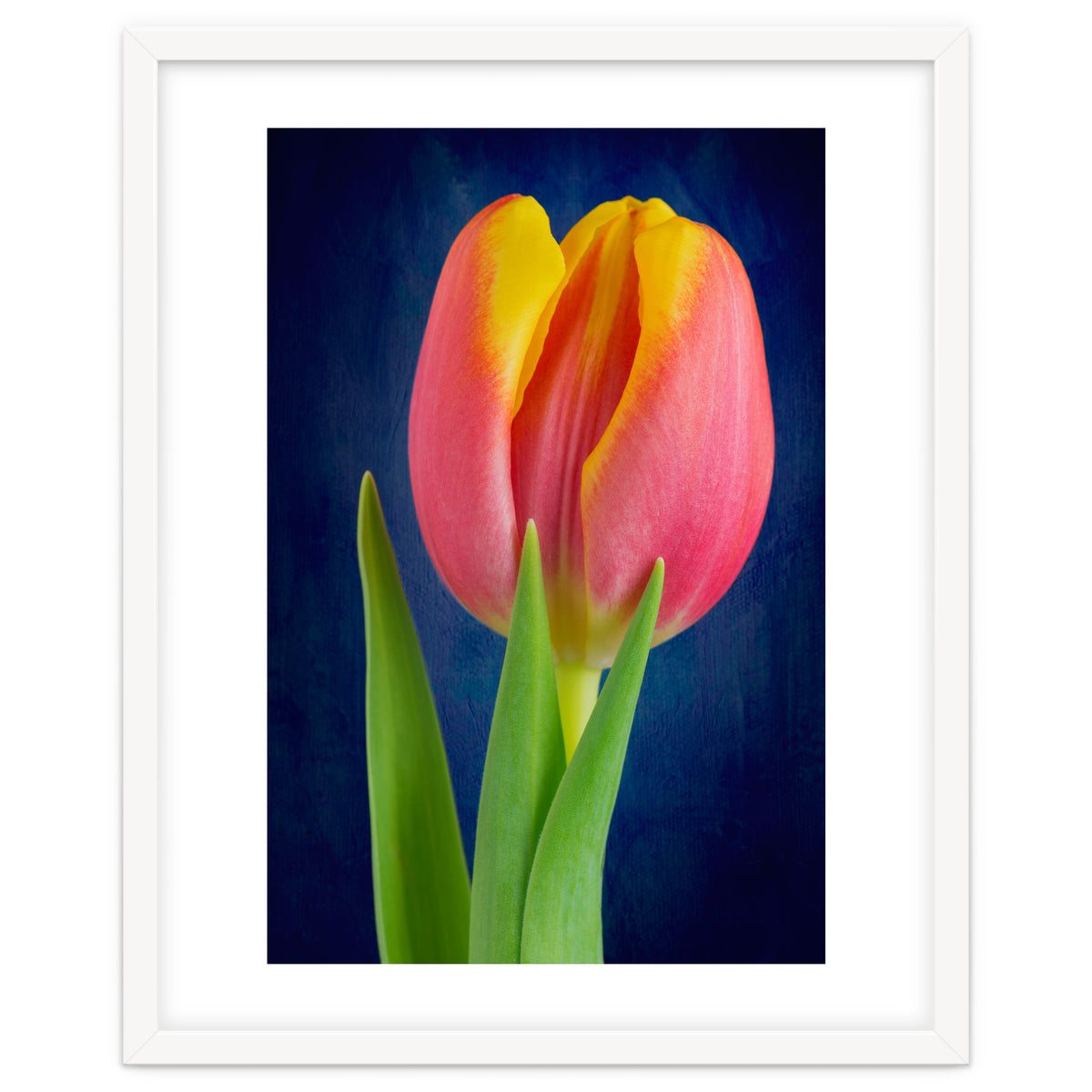 Tulip