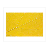 Autumn Leaf (Print Only) thumbnail