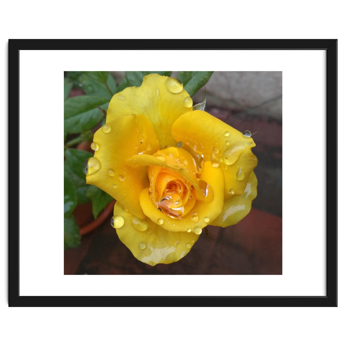 Yellow Rose with Dew Drops