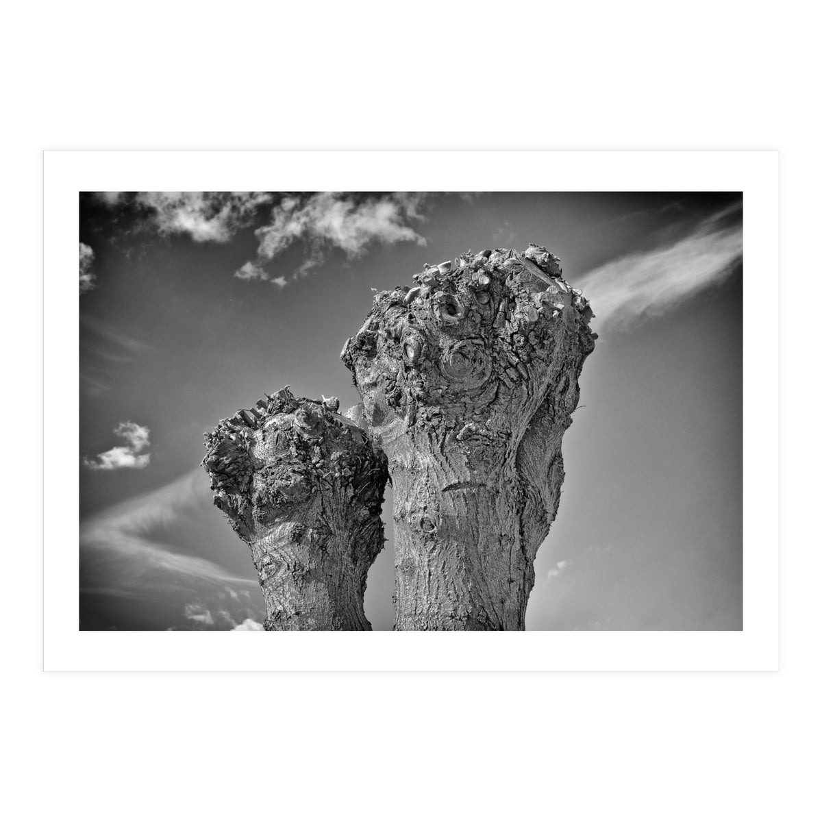 Cut down 2 (Print Only)