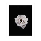 White Rose (Print Only) thumbnail