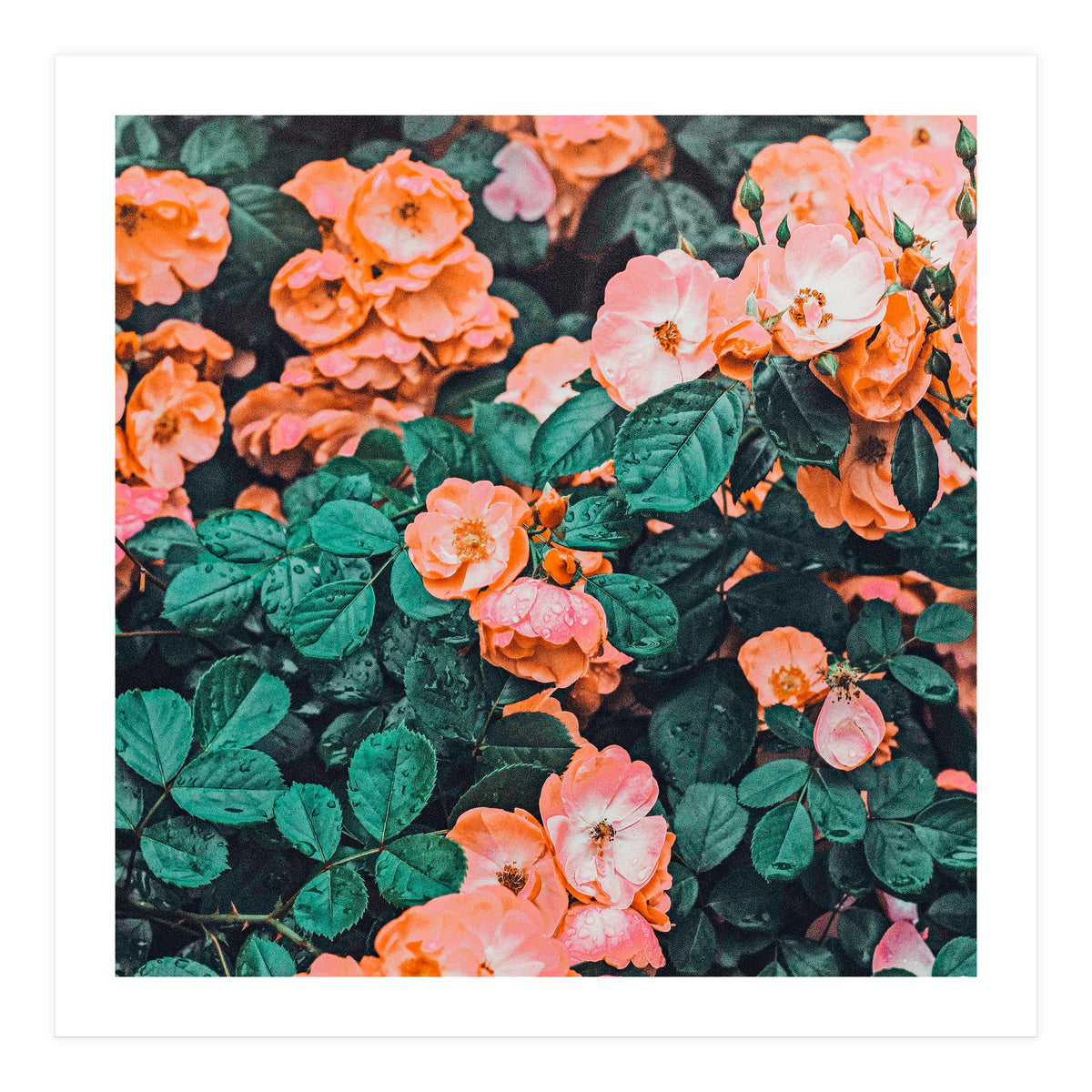 Vintage Blossom Ii (Print Only)