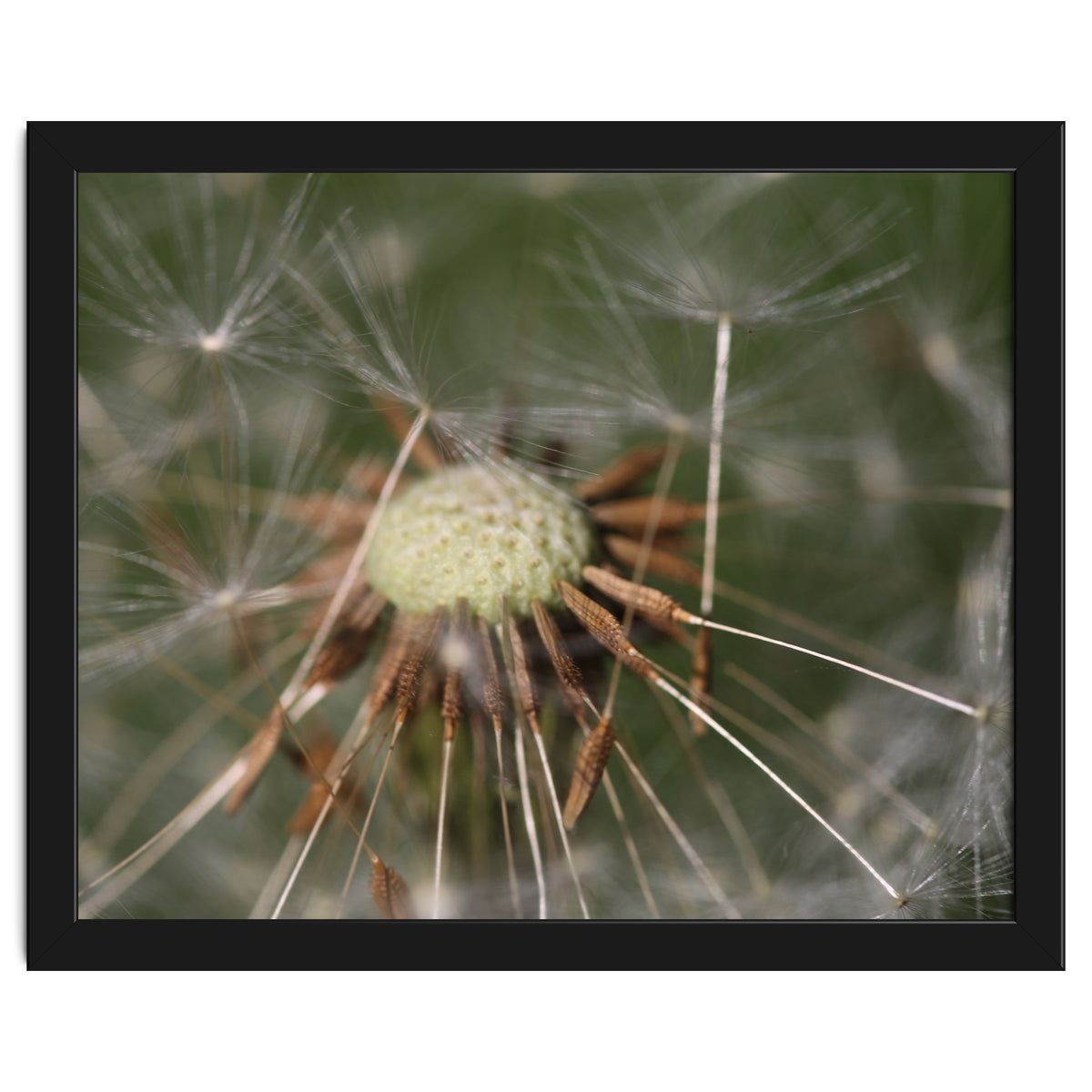 Dandelion Seeds