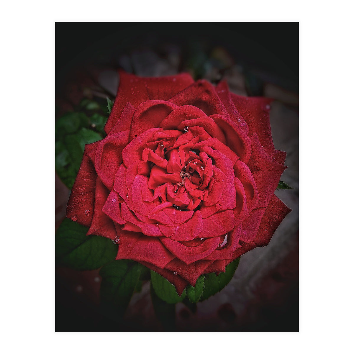 Red Rose (Print Only)