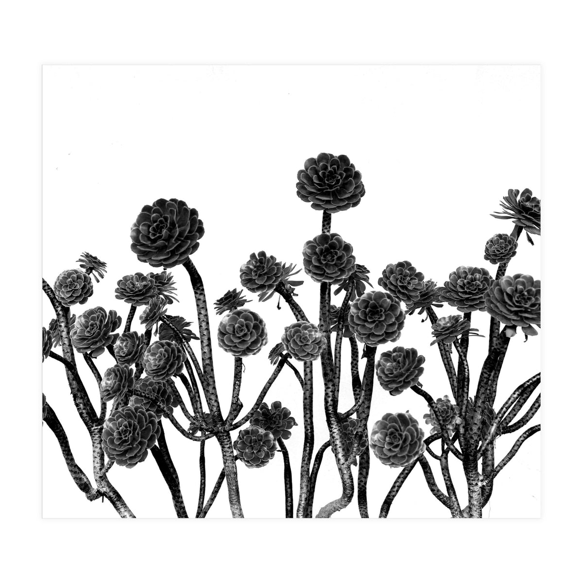 cactus succulents (Print Only)