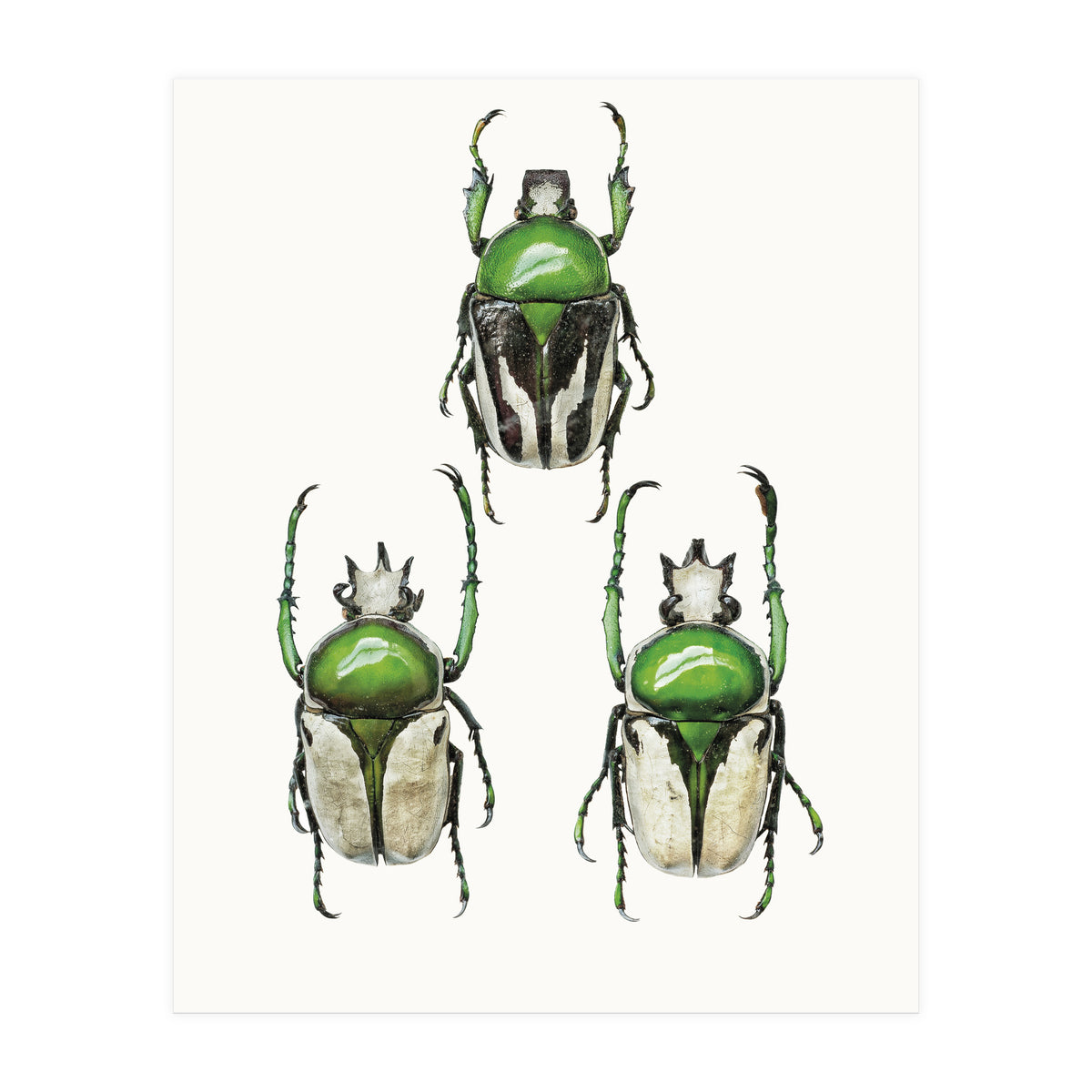 Cc Insects 04 (Print Only)