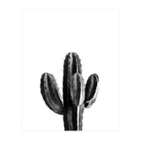 Cactus Black And White 03 (Print Only) thumbnail
