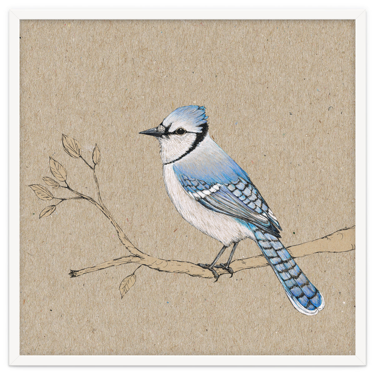 Blue jay