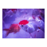 Golden Fish (Print Only) thumbnail