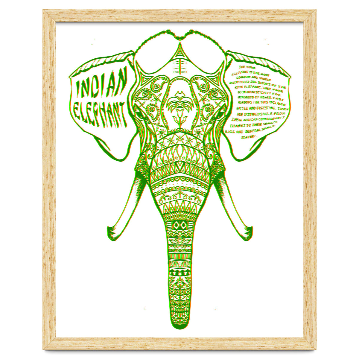 Indian Elephant